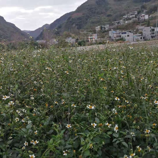 昆明鬼针草