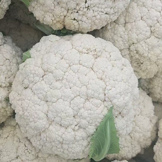 青梗松花菜苗  越冬菜花苗 耐低温 根系发达 易成活