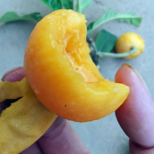 苍溪县南北方种植大五星枇杷苗嫁接白沙枇杷苗白玉白肉枇杷包技术