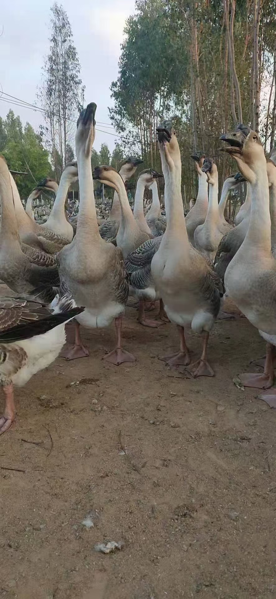 老鹅，品种：马岗鹅，狮头鹅