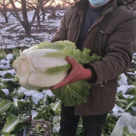 深州市白菜