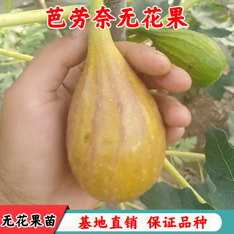 青岛芭劳奈无花果苗  姬红无花果苗 无花果树果苗菠姬特大盆栽地载