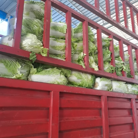 通许县矮白菜 矮腿黄心白菜，出货中，喜欢你就来