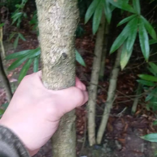 绵阳 小叶桢楠金丝楠木