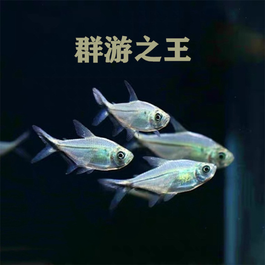 上海 4-5cm大黑尾大勾鱼小型热带鱼活体扯旗灯鱼灯科鱼草缸群游观