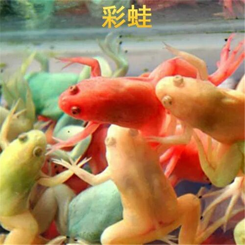 上海蛙型蟹 彩蛙活体淡水热带观赏宠物蛙水族上海渔场批发彩色观赏