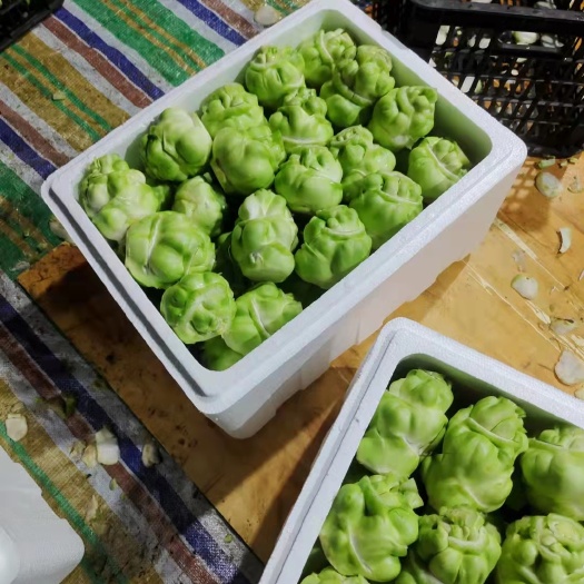 資陽小葉榨菜 四川榨菜，基地大量有貨，有需要的老板隨時(shí)聯(lián)系