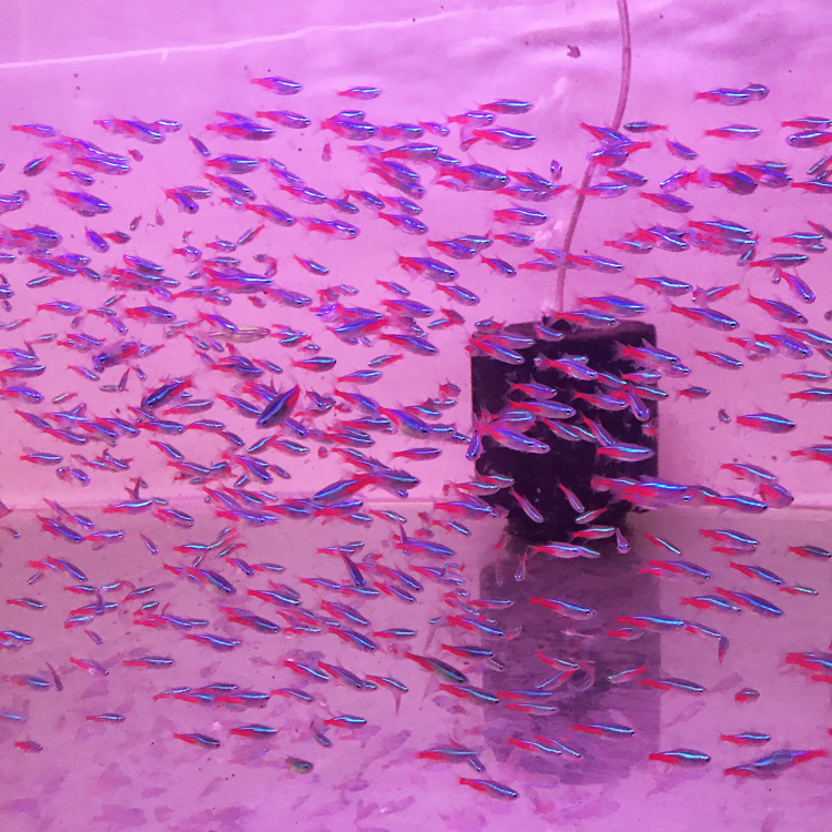 上海 红绿灯鱼活体 小型灯科鱼热带观赏鱼草缸群游 渔场直销绿莲