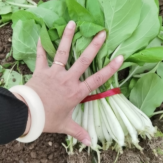 株洲奶白菜 湖南省株洲市天元区 20~25cm 