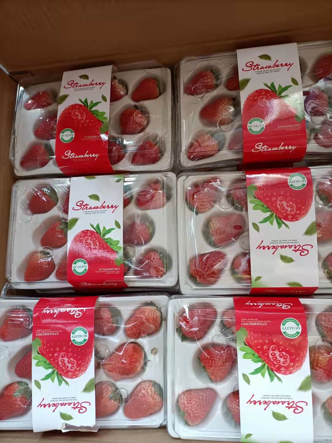 红颜草莓  丹东九九草莓 防摔水晶盒 寻求各大商超 批发商