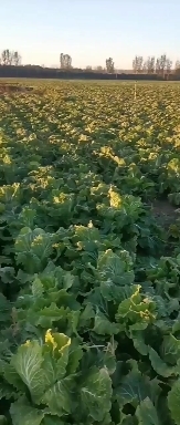 北京 娃娃菜