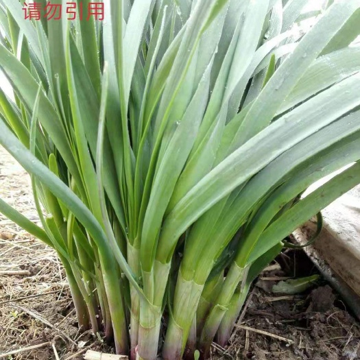 寿光市齐慧红根韭菜种子（独根红培育）