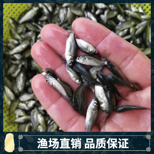 广州鲫鱼苗，东北鲫，湘云鲫，中科三（5）号鲫鱼，彭泽鲫，东北鲫