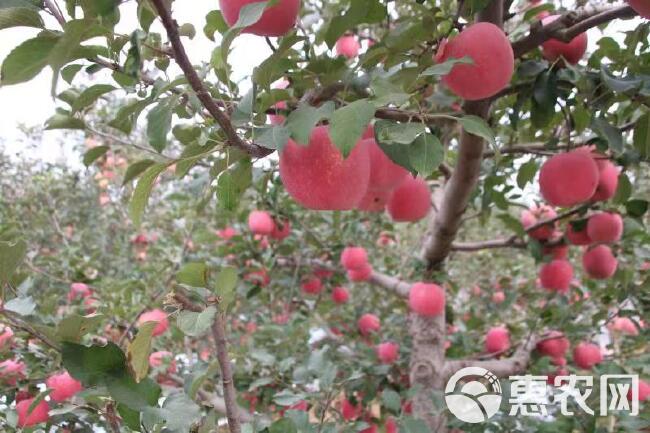 山东烟台栖霞红富士苹果新鲜产地直发