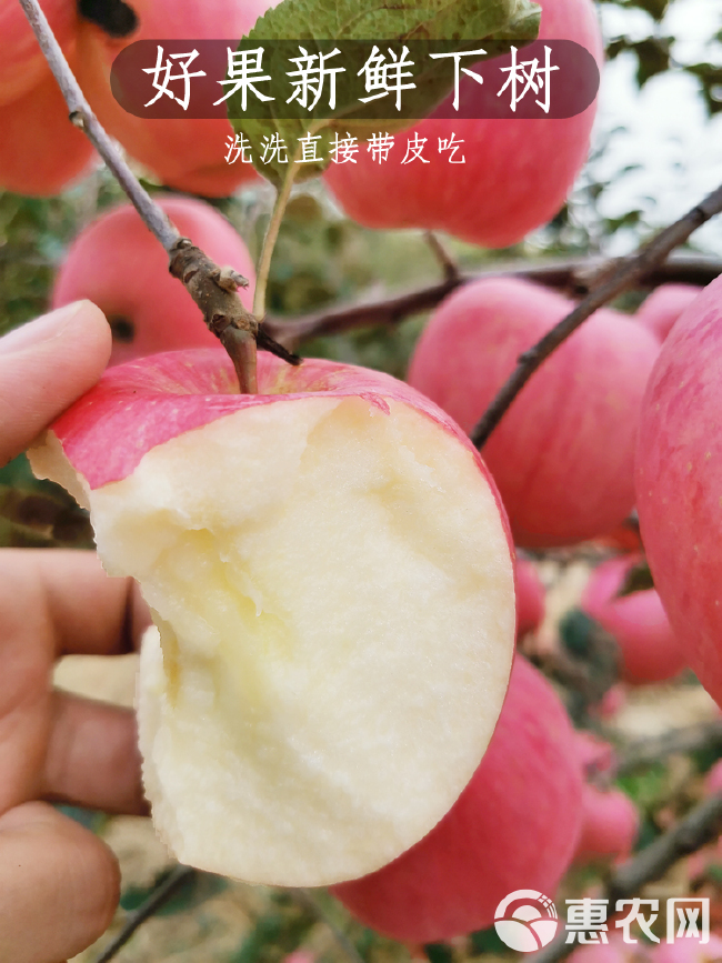 山东烟台栖霞红富士苹果新鲜产地直发