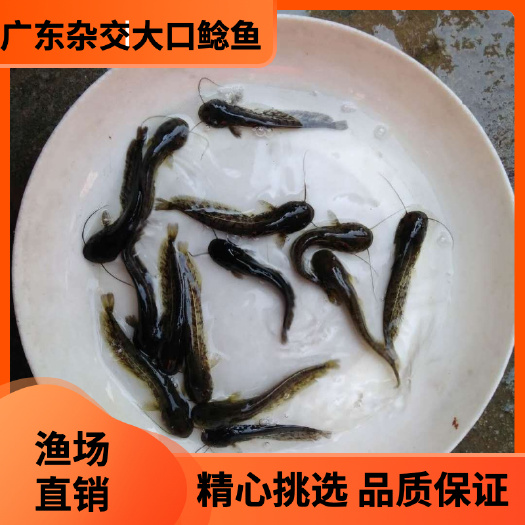 广州大口鲶鱼苗  广东杂交大口鲶鱼，二须鲶鱼，花鲶鱼，南方大口鲶提供养殖技术