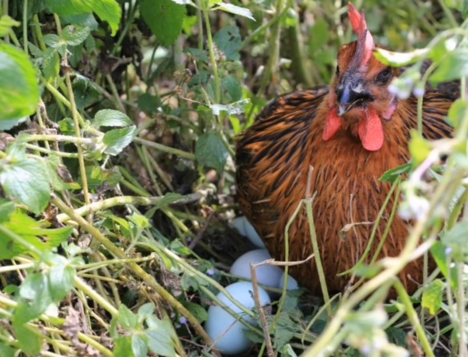绿壳蛋 长顺绿壳鸡蛋
