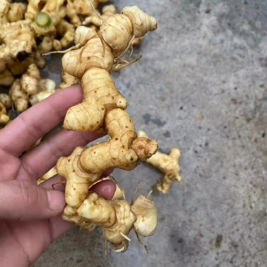 马边县黄精