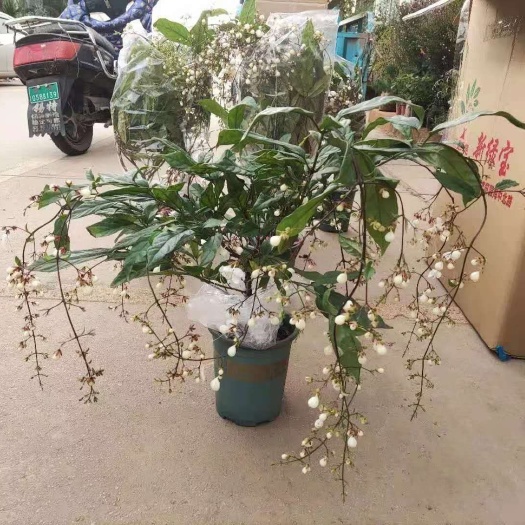 漳州白色茉莉 垂丝茉莉