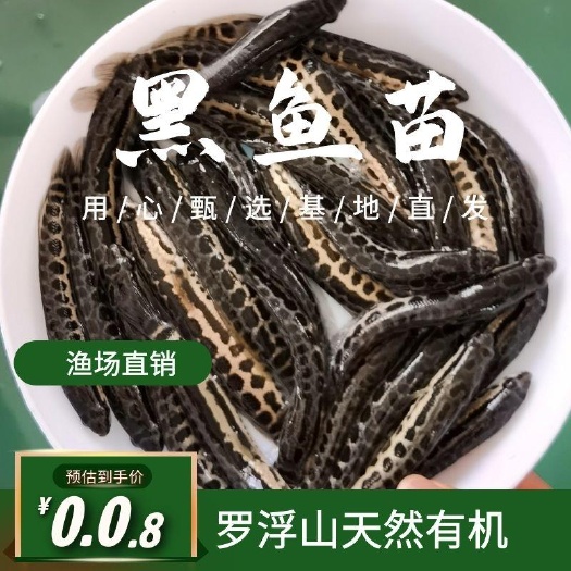 博罗县乌鳢苗  优选港种正交黑鱼苗 生鱼苗 生长速度快 抗病毒能力强