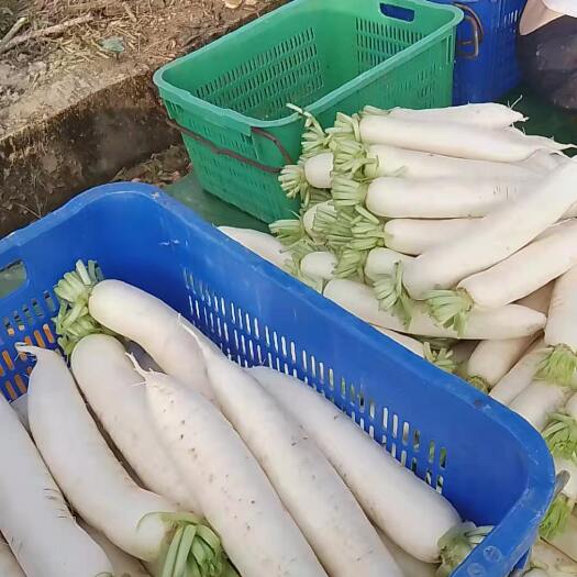 连平县 大量新鲜白萝卜