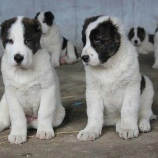 沛县混血中亚牧羊犬幼犬猎犬大骨架家养看家护卫犬小狗幼崽
