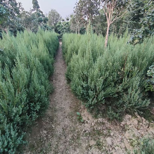 刺柏树供应