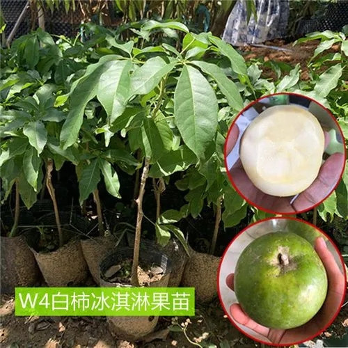 佛山 冰淇淋果W4白柿苗