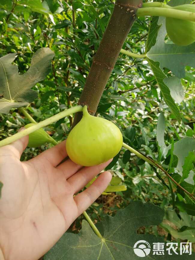 波姬红无花果苗 无花果树苗 波姬红无花果树苗批发