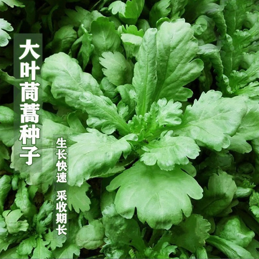 曹县大叶茼蒿种子 菊花菜种籽 四季耐寒蔬菜种子花叶特菜早熟抗病强