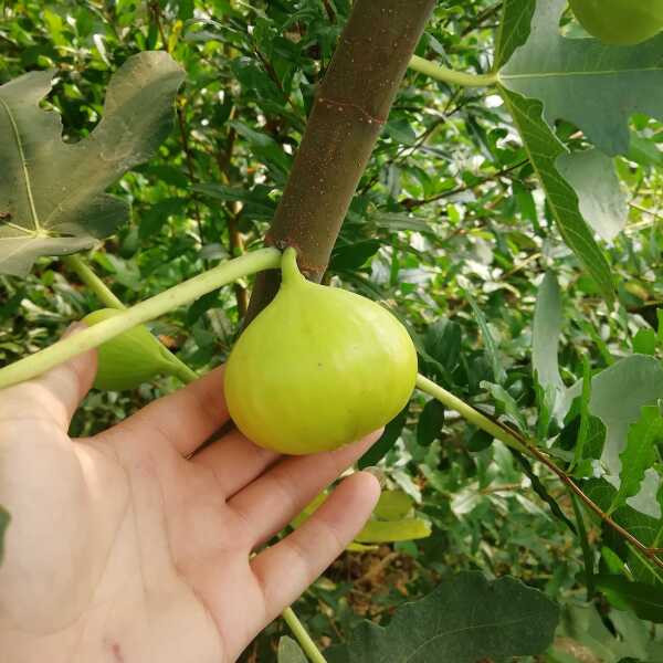 波姬红无花果苗 无花果树苗 波姬红无花果树苗批发