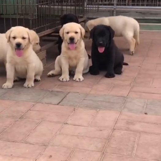 济南拉布拉多犬  拉布拉多