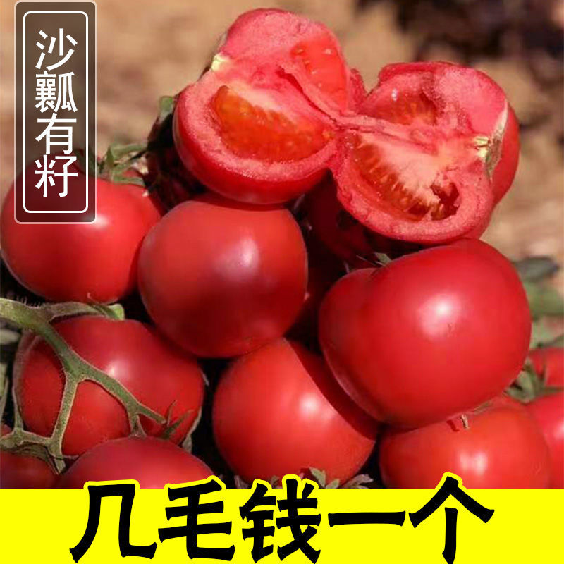 盐边县大红西红柿 攀枝花露天大小西红柿 电商社区团购  市场