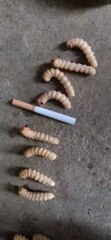 安顺斗米虫