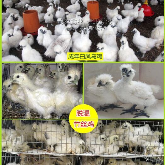 南宁白羽乌鸡  半大脱温白凤乌鸡大种竹丝鸡泰禾乌鸡