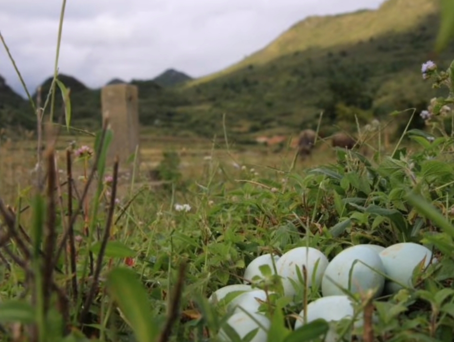 绿壳蛋 长顺绿壳鸡蛋