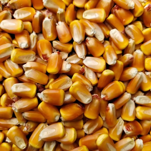 干玉米  大颗粒地膜玉米，全季玉米