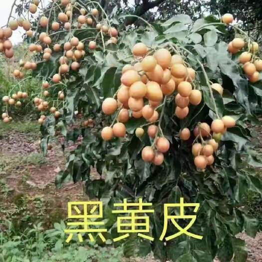灵山县黄皮果苗 