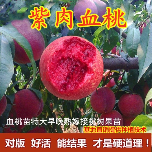 济南￼ 血桃苗 紫肉血桃，基地直销现挖苗现发货，当年挂果