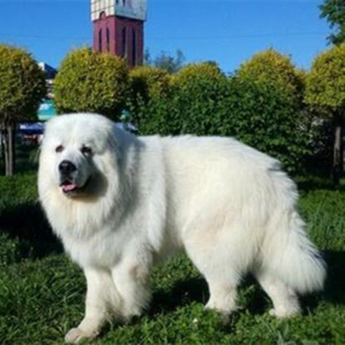 沛县混血大白熊犬幼犬大白熊大型看家护卫幼崽大白熊活体家养混血狗狗