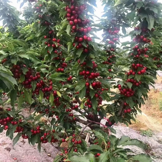 泰安樱桃苗  吉塞拉矮化樱桃树苗
