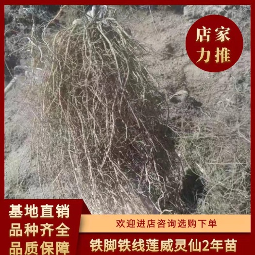 清原县威灵仙苗