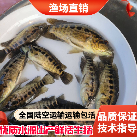 广州珍珠龙胆石斑鱼  淡水石斑鱼苗批发，石斑鱼，珍珠斑鱼苗，渔场直销，量大从优，