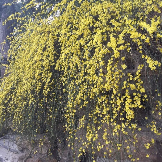 迎春花苗垂吊花卉迎春苗庭院阳台绿化苗盆栽地栽室外耐寒植物