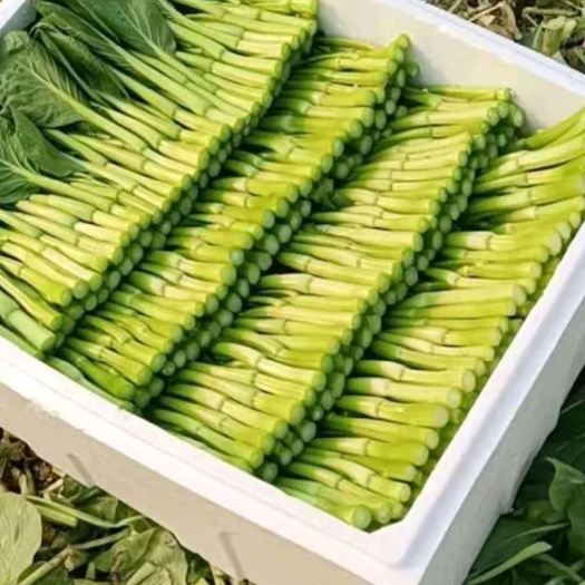 武汉广州菜心  精品广东菜芯芥兰