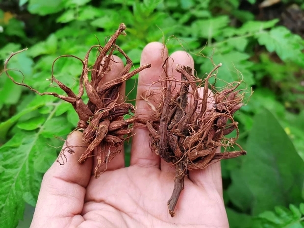 厦门红天麻  红活麻根，红河麻，红禾麻