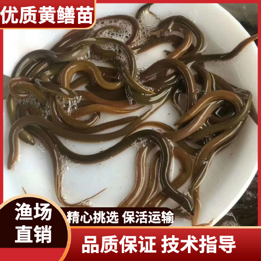 广州优质黄鳝苗，大斑黄鳝苗，快大一号黄鳝苗