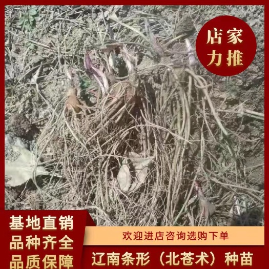 北苍术新种子种苗保含量 辽南条形北苍术1/2年种苗