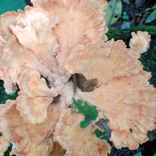 桦甸市硫磺菌长白山天然硫磺菌树鸡蘑