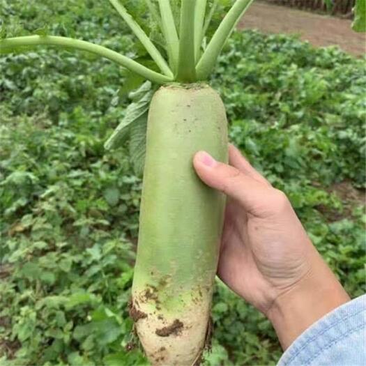 云梦县青萝卜  水果萝卜沙窝萝卜青皮萝卜大量现货